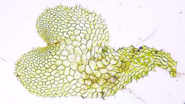 Fern gametophyte under microscope. Fresh sample without staining. Selective focus image