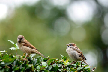 sparrow on a plant