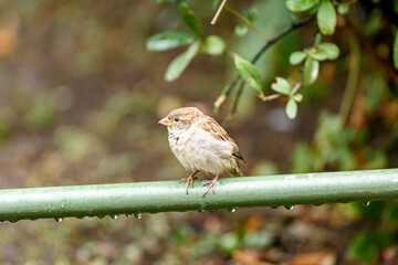 sparrow on a plant