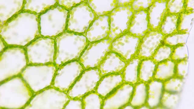 Fern gametophyte tissues under microscope. Fresh sample without staining. Selective focus image