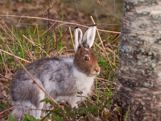 Mountain hare (Lepus timidus) with partial winter fur in spring