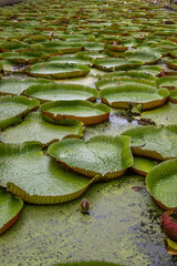 Exposure of Victoria Amazonica also known as Giant Waterlilies, a prized ornamental plant, grown for their huge circular leaves.