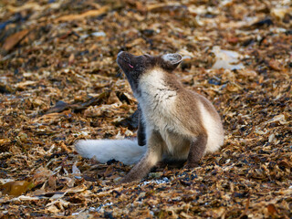 Arctic Fox Cub during the Summer, Gnålodden, Hornsund fjord, Spitzbergen, Svalbard