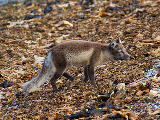 Arctic Fox Cub during the Summer, Gnålodden, Hornsund fjord, Spitzbergen, Svalbard