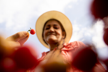 Macro tomate cherry sostenido por mujer campesina agricultura cosechando tomate cherry silvestre eje cafetero colombia contra picado