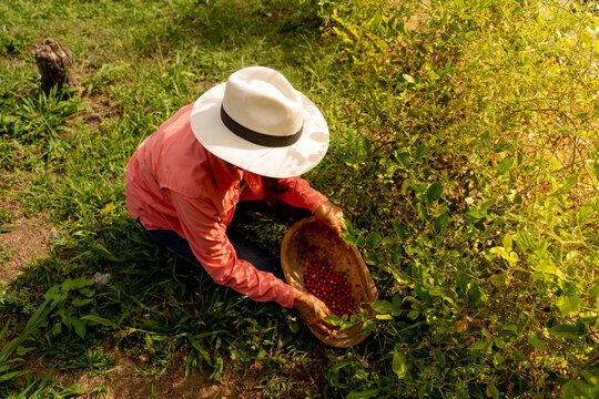 campesino agricultor cosechando tomate cherry silvestre eje cafetero colombia