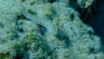 Anemone goby (Gobius bucchichi) undersea, Aegean Sea, Greece, Syros island, Azolimnos beach