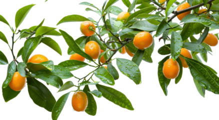 新鲜饱满金橘果肉橙色水果特写素材