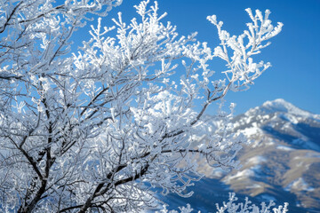 A close-up of frost-covered trees on a mountainside, with snow-capped peaks in the background