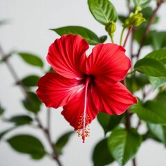 Studio shot close-up of a fully bloomed red hibiscus (Hibiscus rosa-sinensis) flower.
