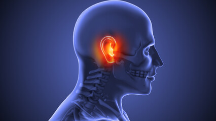 Fototapeta premium Anatomy and structure of ear discomfort