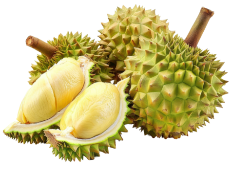 新鲜饱满金黄榴莲果肉水果热带素材