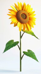 Obraz premium Bright yellow sunflower, white background, 4K hyperrealistic photo