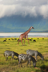 Zebras and giraffe in the Ngorongoro Crater. Africa. Tanzania.