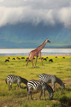 Zebras and giraffe in the Ngorongoro Crater. Africa. Tanzania.