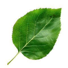 Obraz premium apple leaf isolated on white or transparent png
