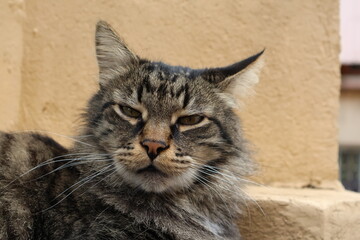 Chat en plan rapproché 