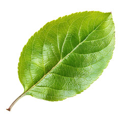 apple leaf isolated on white or transparent png