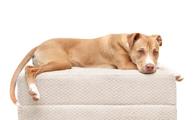 Isolated dog lying on chair while looking at camera. Cute large puppy dog lying stretched out on...