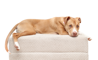 Isolated dog lying on chair while looking at camera. Cute large puppy dog lying stretched out on ottoman. Relaxed or bored body language. 1 year old female boxer pit bull mix dog. Selective focus.