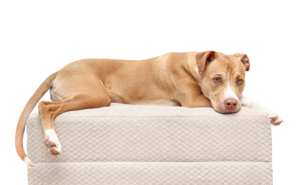 Isolated dog lying on chair while looking at camera. Cute large puppy dog lying stretched out on ottoman. Relaxed or bored body language. 1 year old female boxer pit bull mix dog. Selective focus.