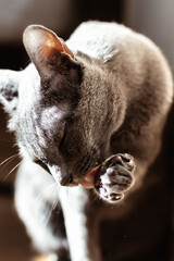 Close-up portrait of Russian blue cat licking its paw in sunny room
