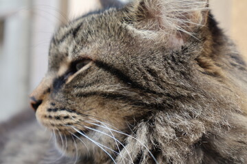 Chat en plan rapproché 