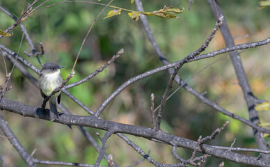 Closeup of an eastern phoebe perched on a bare tree branch.
