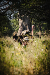 Majestic Ostrich in Tarangire National Park, Tanzania – Wildlife Safari Adventure
