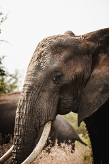 Obraz premium Elephant Portrait in Tarangire National Park – Majestic Wildlife of Tanzania