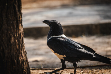 Pied Crow in Tarangire National Park – Close-Up Portrait of African Birdlife