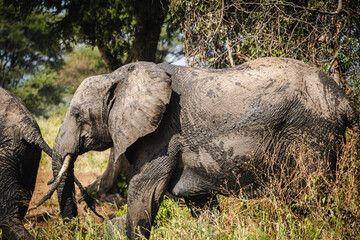 Elephant Portrait in Tarangire National Park &ndash; Majestic Wildlife of Tanzania
