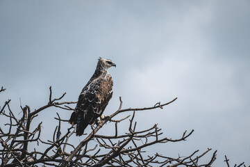 Crowned Eagle in Tarangire National Park – Majestic Portrait of African Raptor