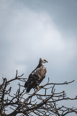 Crowned Eagle in Tarangire National Park – Majestic Portrait of African Raptor