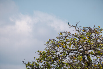 Lilac-Breasted Roller in Tarangire National Park – A Vibrant Portrait of African Birdlife