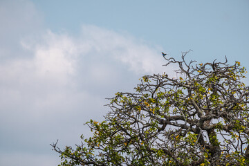 Lilac-Breasted Roller in Tarangire National Park – A Vibrant Portrait of African Birdlife