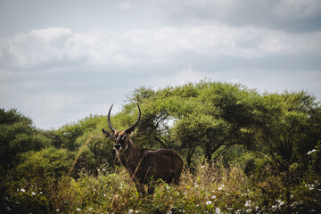 Waterbuck in Tarangire National Park – Elegant Antelope in Natural Habitat