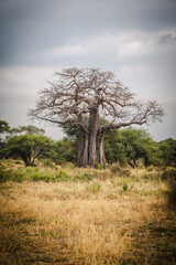 Fototapeta premium Iconic Baobab Trees in Tarangire National Park – Majestic Symbols of African Landscape