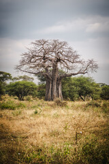Iconic Baobab Trees in Tarangire National Park – Majestic Symbols of African Landscape