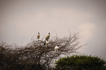 Ibises in a Tree – Elegant Waterbirds in Their Natural Habitat