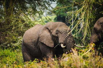 Fototapeta premium Elephants in Ngorongoro Crater – Majestic Giants in African Wilderness