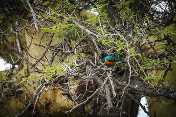 Superb Starling in Ngorongoro Crater – Vibrant Colors of African Birdlife