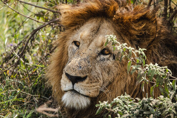 Close-Up of a Lion’s Face – Intense Gaze of the King in Ngorongoro Crater