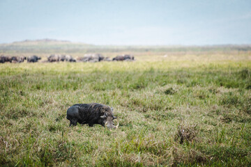 Fototapeta premium Warthog in Ngorongoro Crater – Pumba in Its Natural Habitat