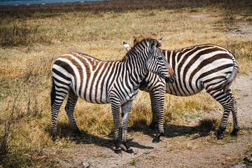 Two Young Zebras Looking in Opposite Directions – An Attention Moment in Ngorongoro Crater