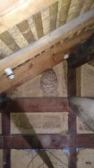 (2)hornets nest in the attic(Photo taken at 19:23 on November 5, 2014) Japanese yellow hornet nest(日本の田舎の家屋の天井裏は立って歩ける程に広い空間な場合がある)