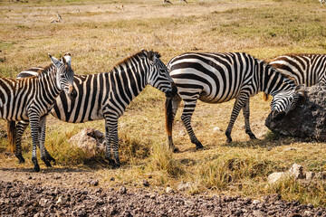 Three Zebras in Ngorongoro Crater – One Scratching Its Head on a Rock