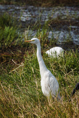 Egret in Ngorongoro Crater – A Graceful Presence in the Wetlands