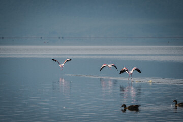 Flying Flamingos Close to the Lake in Ngorongoro Crater – A Vibrant Display of Nature