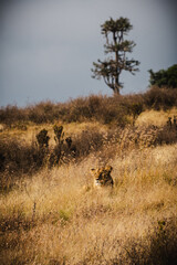 Fototapeta premium Lioness Resting with Head Up Amidst Grass Terrain in Ngorongoro Crater